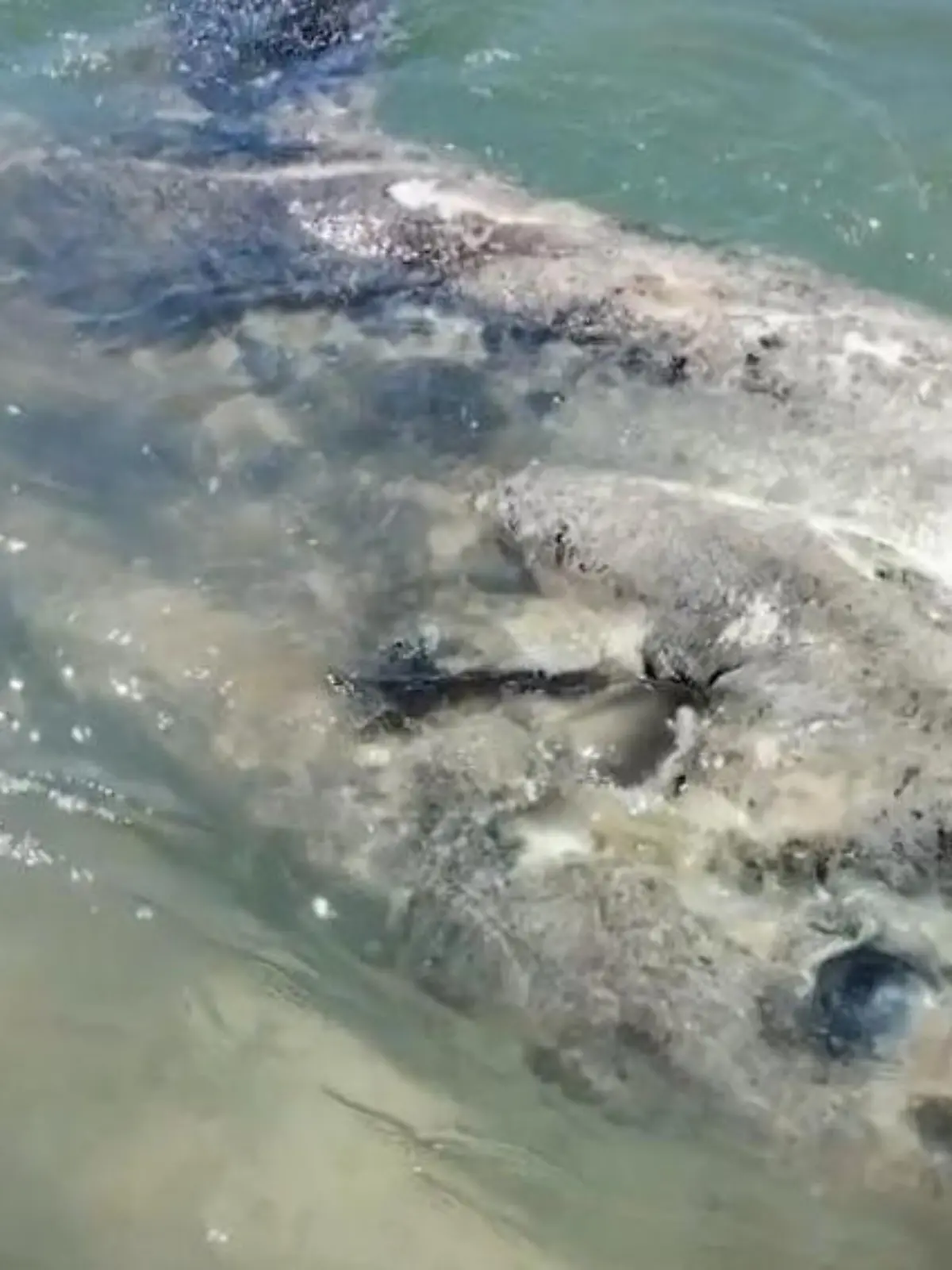 Bild zu: "Rätsel um toten Meeresriesen! Tonnenschwerer Mondfisch wird zur Gefahr"