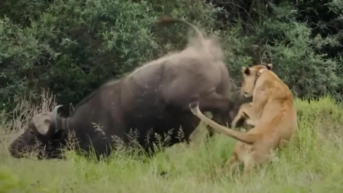 Schmerzhafter Alleingang! Büffel kontert Löwen-Angriff – mit einem Kick Tourguide in Südafrika filmt brutale Attacke