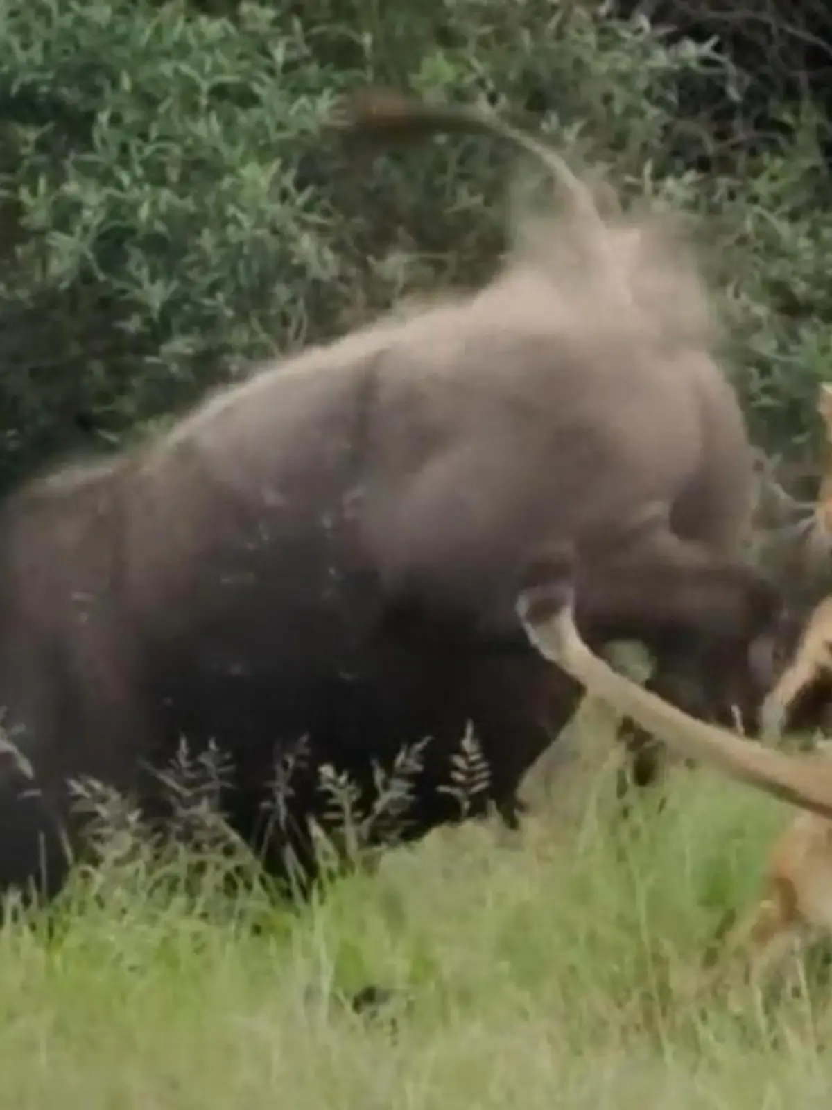 Bild zu: "Schmerzhafter Alleingang! Büffel kontert Löwen-Angriff – mit einem Kick"