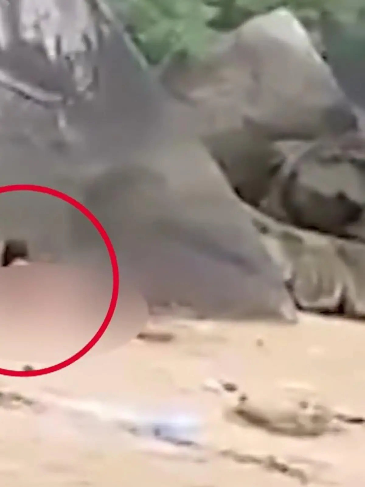 Bild zu: "Stöhnen bis die Polizei kommt! Sex-Touris vergnügen sich am Strand"