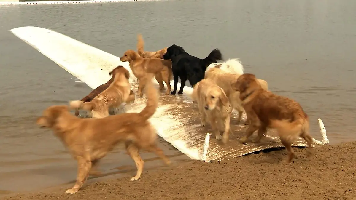 Saisonstart für Hundestrand in Köln Bellen und Planschen am Rather See