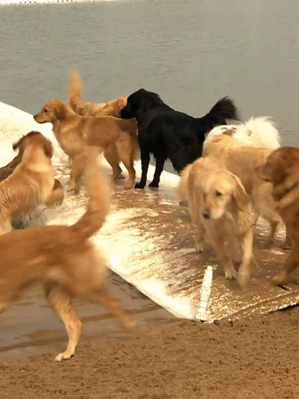 Bild zu: "Saisonstart für Hundestrand in Köln"