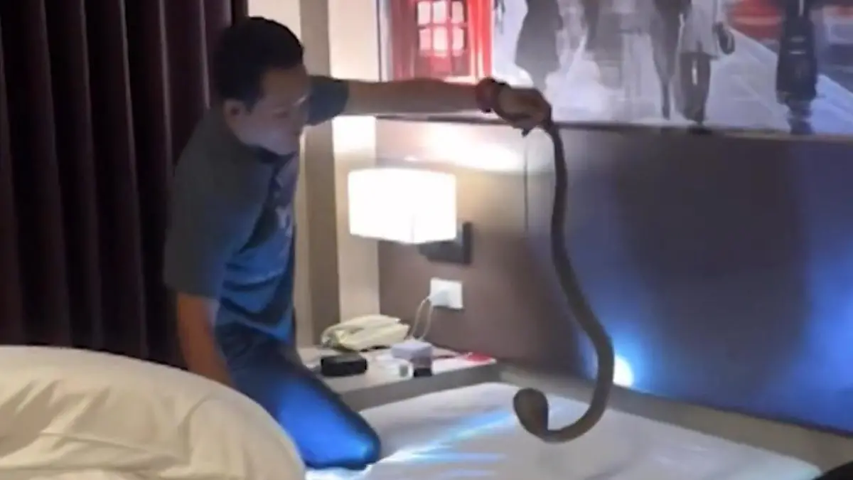 Horror im Hotelbett! Tödliche Kobra lauert Touristen auf Schockmoment in Thailand