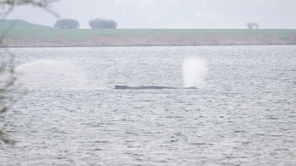 Der Buckelwal liegt weiterhin vor der Insel Poel. Der vor Poel gestrandete Buckelwal bleibt in einem gesundheitlich schlechtem Zustand. Das Umweltministerium bespricht das weitere Vorgehen. +++ dpa-Bildfunk +++