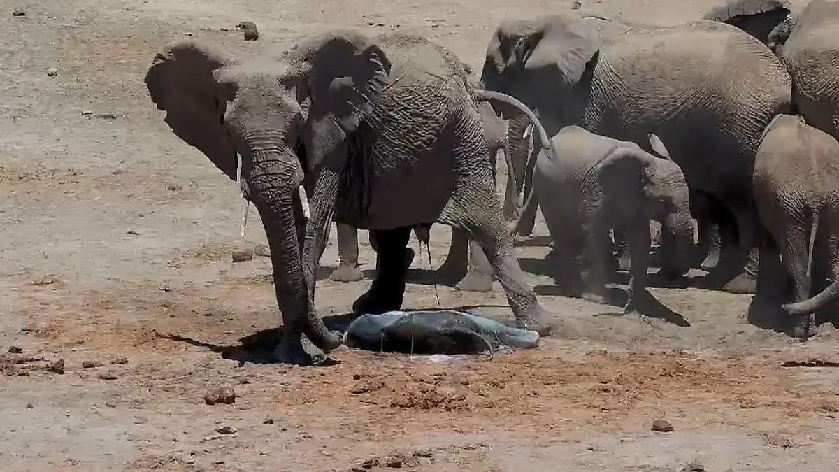 Seltene Aufnahmen! Elefanten-Geburt in freier Wildbahn – und alle helfen mit Direkt vor Lodge in Südafrika