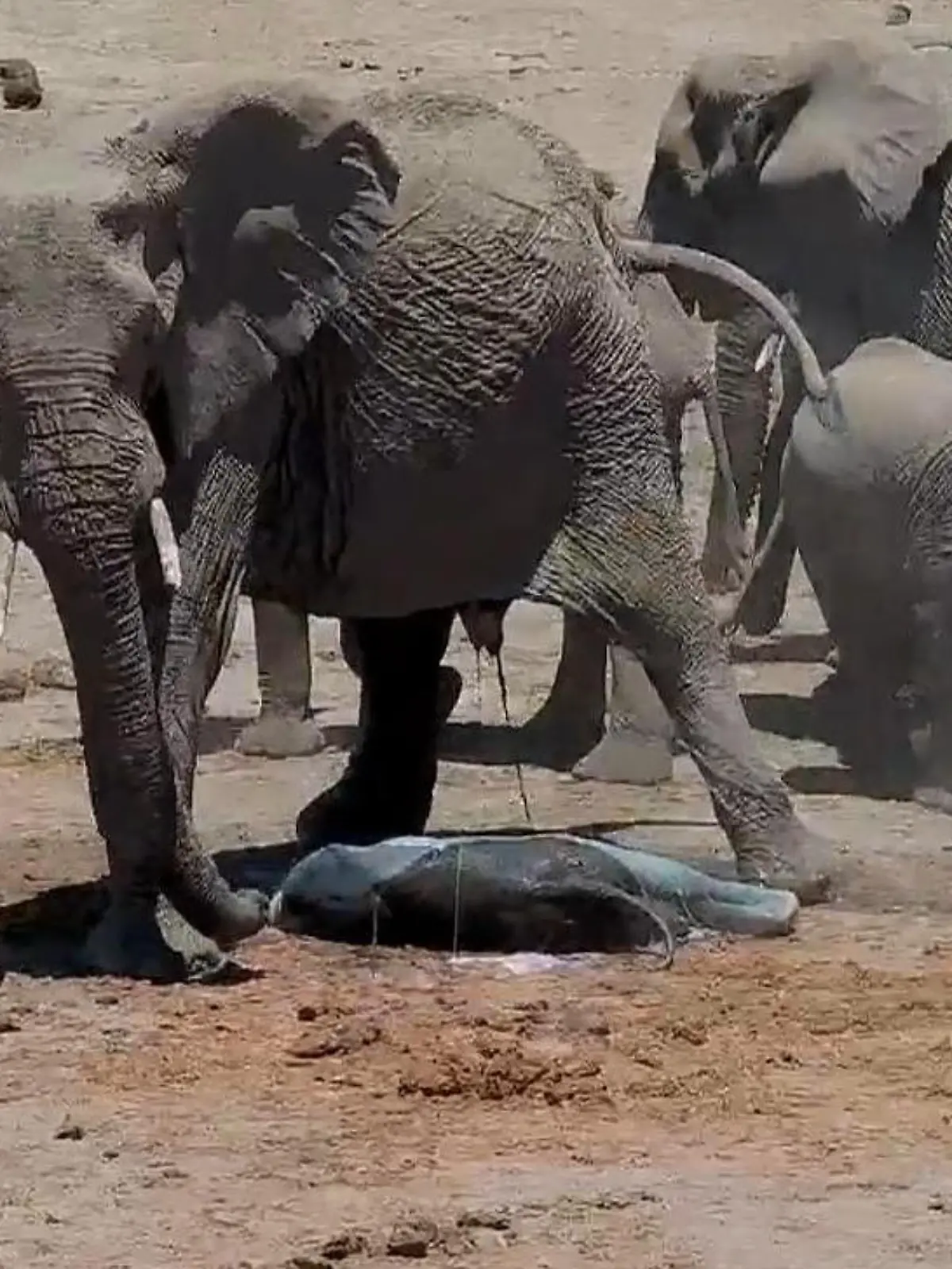 Bild zu: "Seltene Aufnahmen! Elefanten-Geburt in freier Wildbahn – und alle helfen mit"