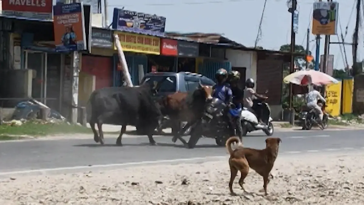 Lebensgefahr für Motorradfahrer – weil er plötzlich mitten in Stierkampf gerät! Ungewöhnlicher Unfall in Indien