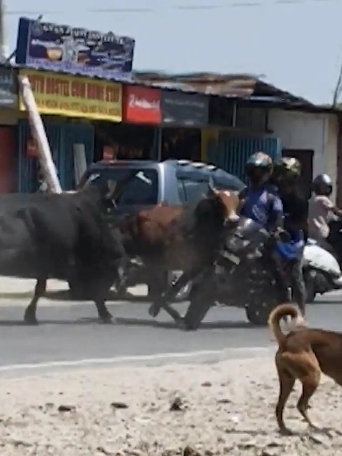 Bild zu: "Lebensgefahr für Motorradfahrer – weil er plötzlich mitten in Stierkampf gerät!"