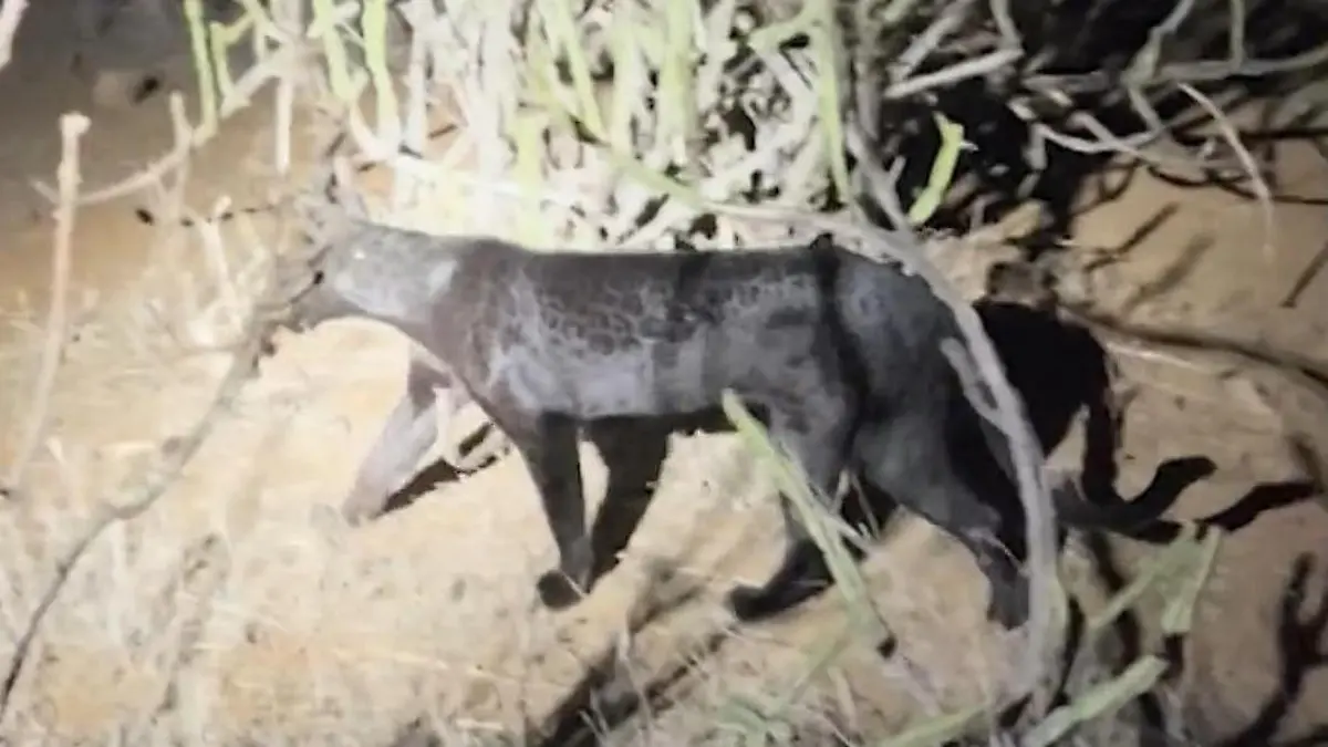 Gefährlich und genetisch mutiert! Dieser schwarze Leopard ist eine Sensation Seltenes Raubtier in Kenia