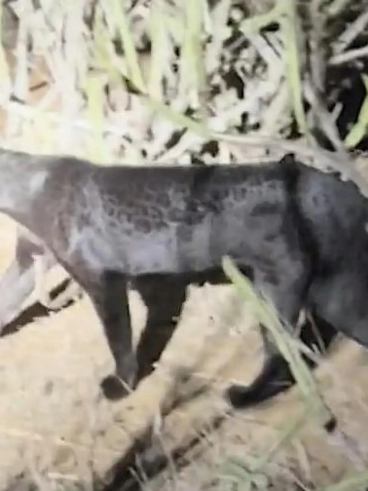 Bild zu: "Gefährlich und genetisch mutiert! Dieser schwarze Leopard ist eine Sensation"