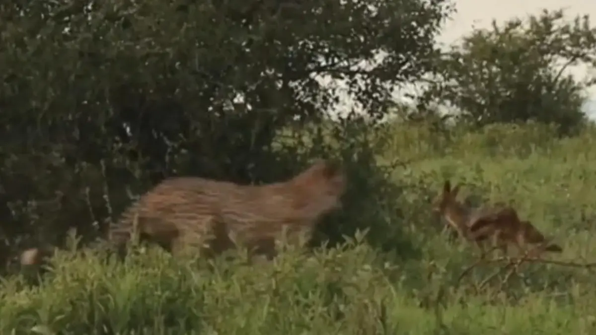 Bei der Jagd blamiert! Schakal trickst Gepard aus – mit dieser genialen Finte Überlebenskampf in Kenia