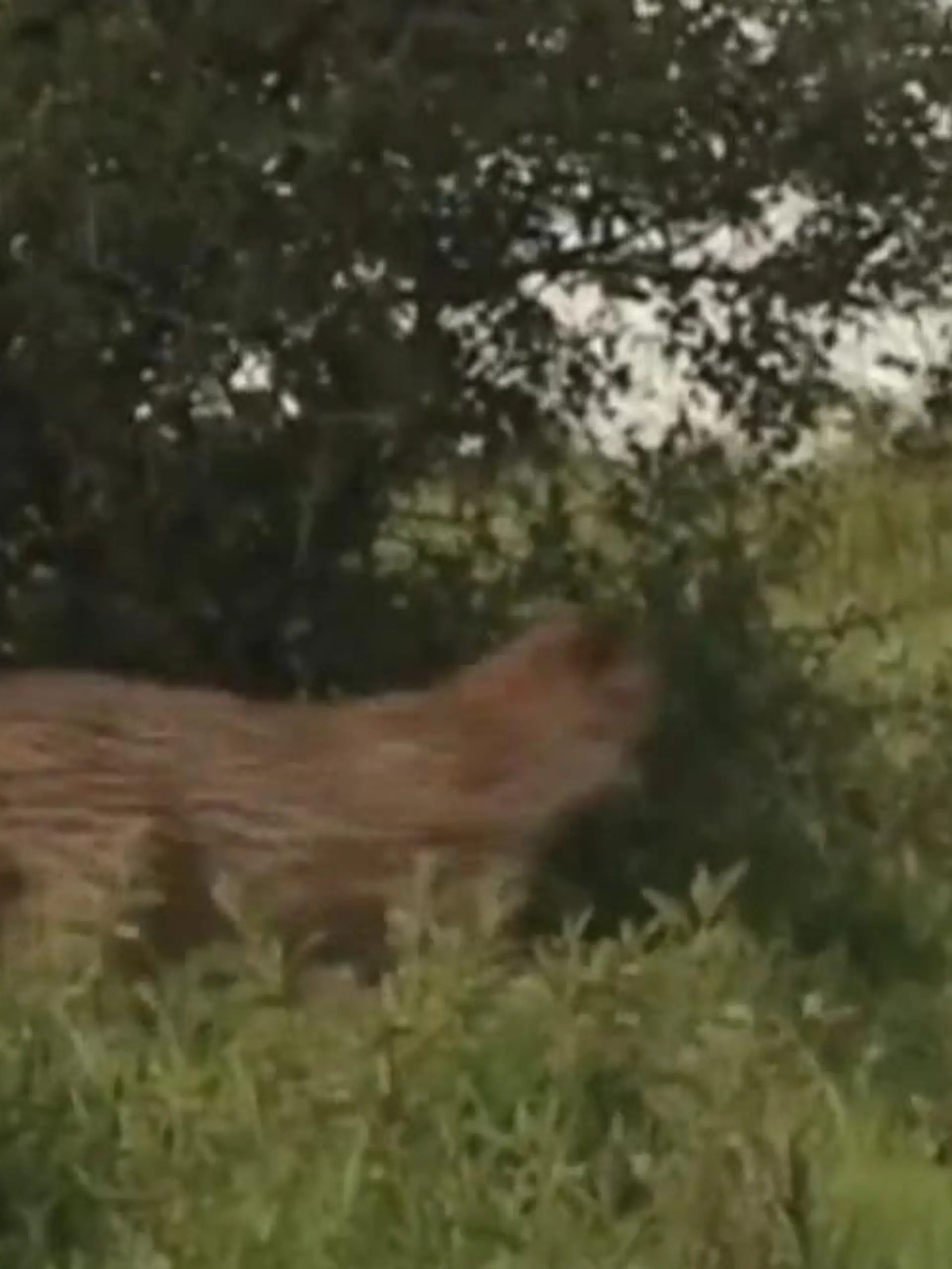 Bild zu: "Bei der Jagd blamiert! Schakal trickst Gepard aus – mit dieser genialen Finte"