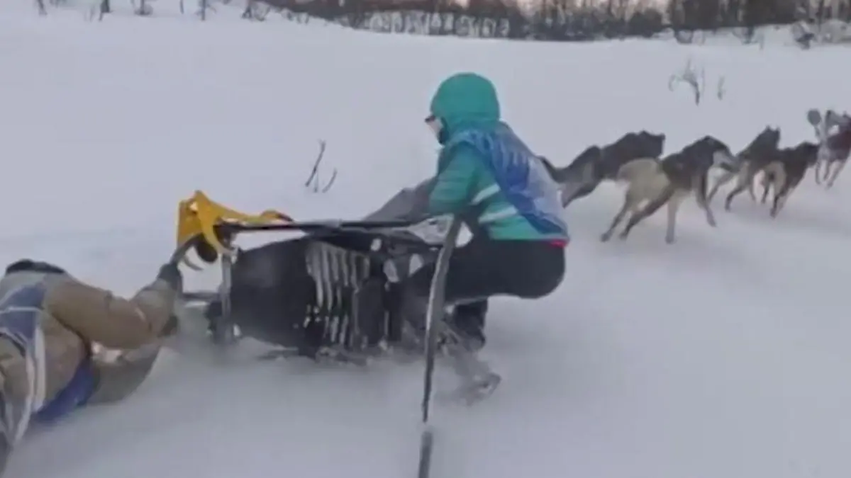 Lenkerin von Hundeschlitten mitgeschleift – Konkurrentin startet riskante Rettungsaktion! Drama auf dem Norway Trail