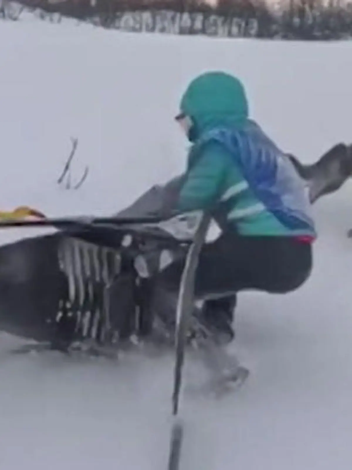 Bild zu: "Lenkerin von Hundeschlitten mitgeschleift – Konkurrentin startet riskante Rettungsaktion!"