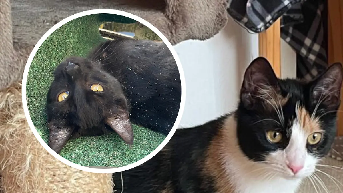 Katzen-Schwestern Lotte (r.) und Lina (l.)