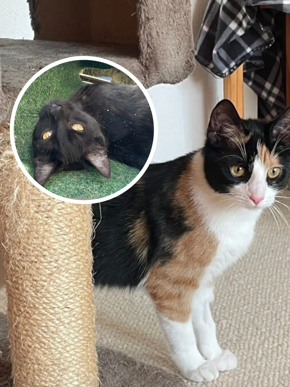 Bild zu: "Unfall reißt Katzen-Familie auseinander - Babys Lotte und Lina auf einmal ganz allein!"