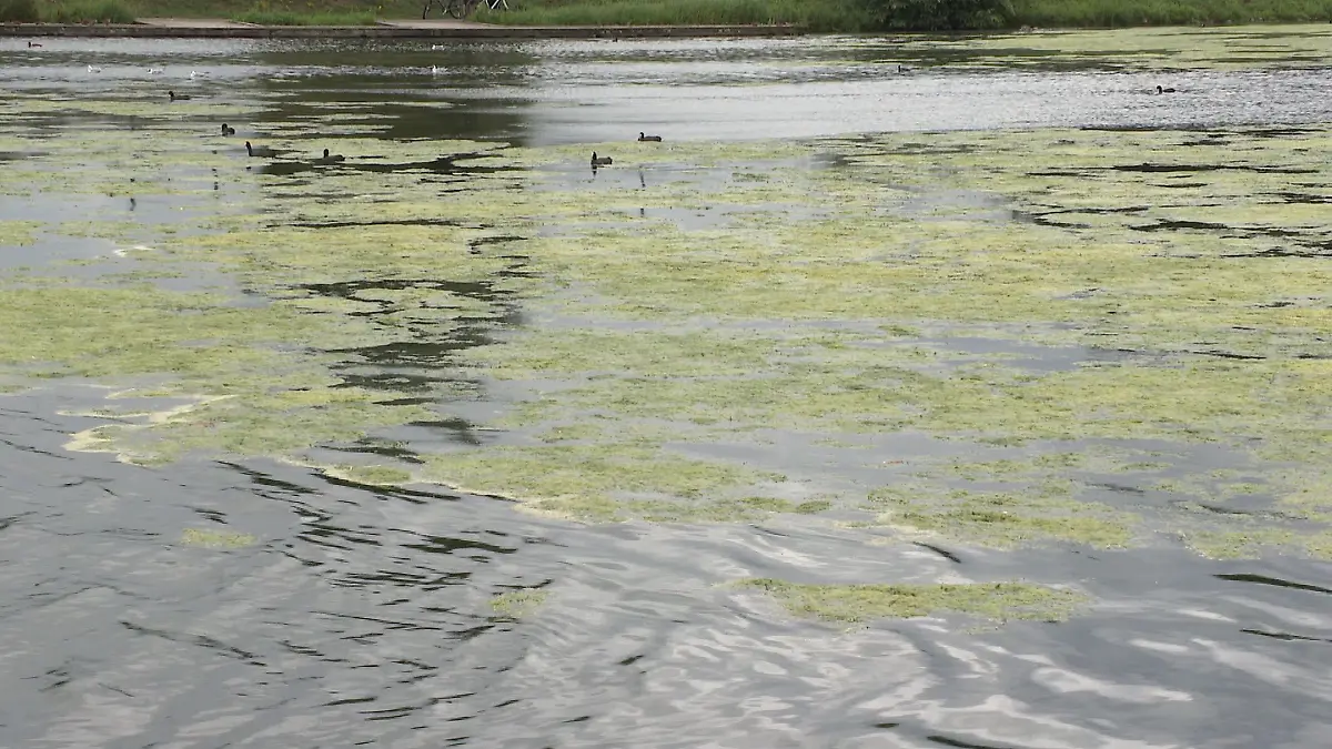Die Wasserpest verunreinigt vergangenes Jahr den Werdersee in Bremen.