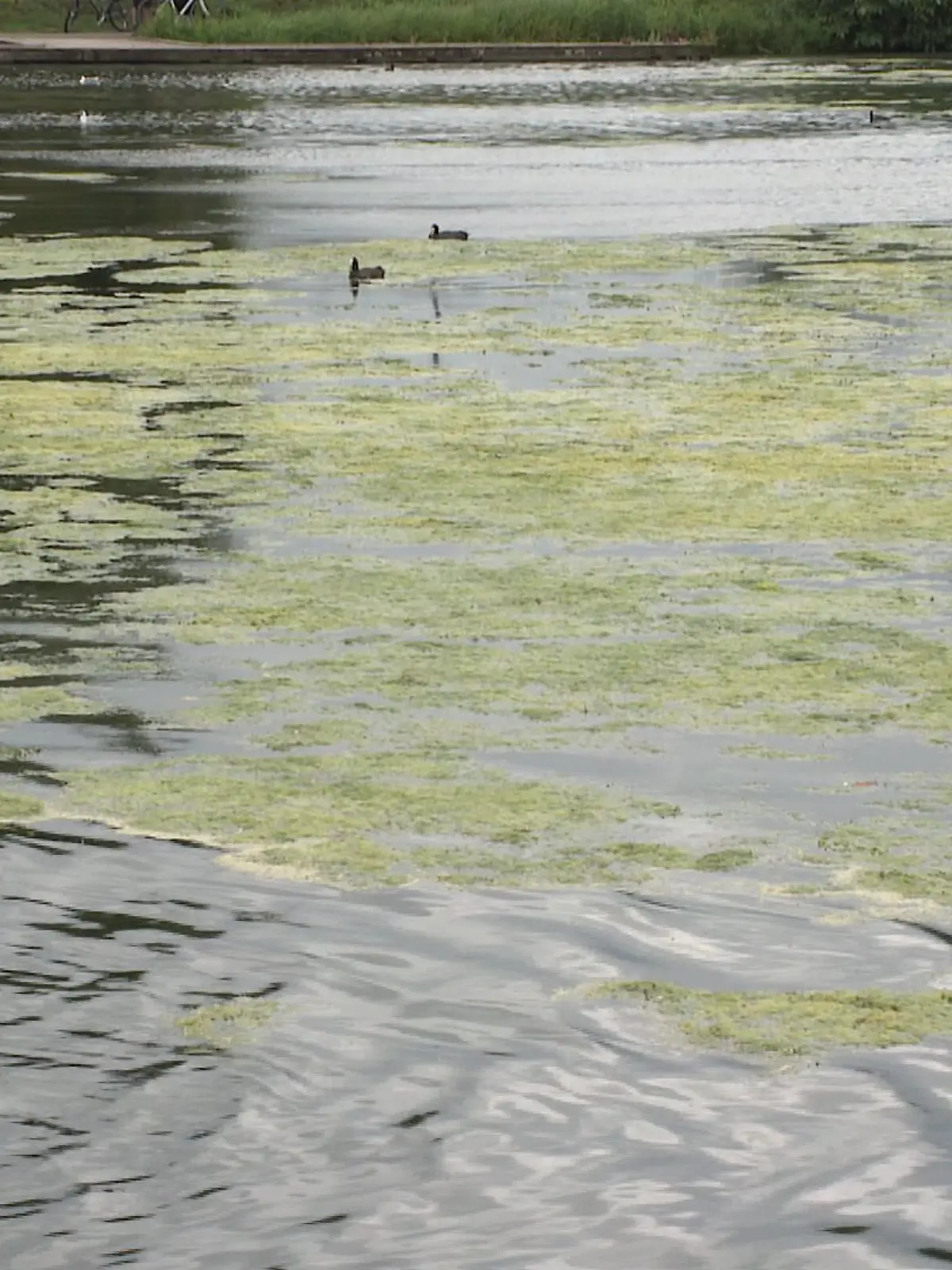 Die Wasserpest verunreinigt vergangenes Jahr den Werdersee in Bremen.