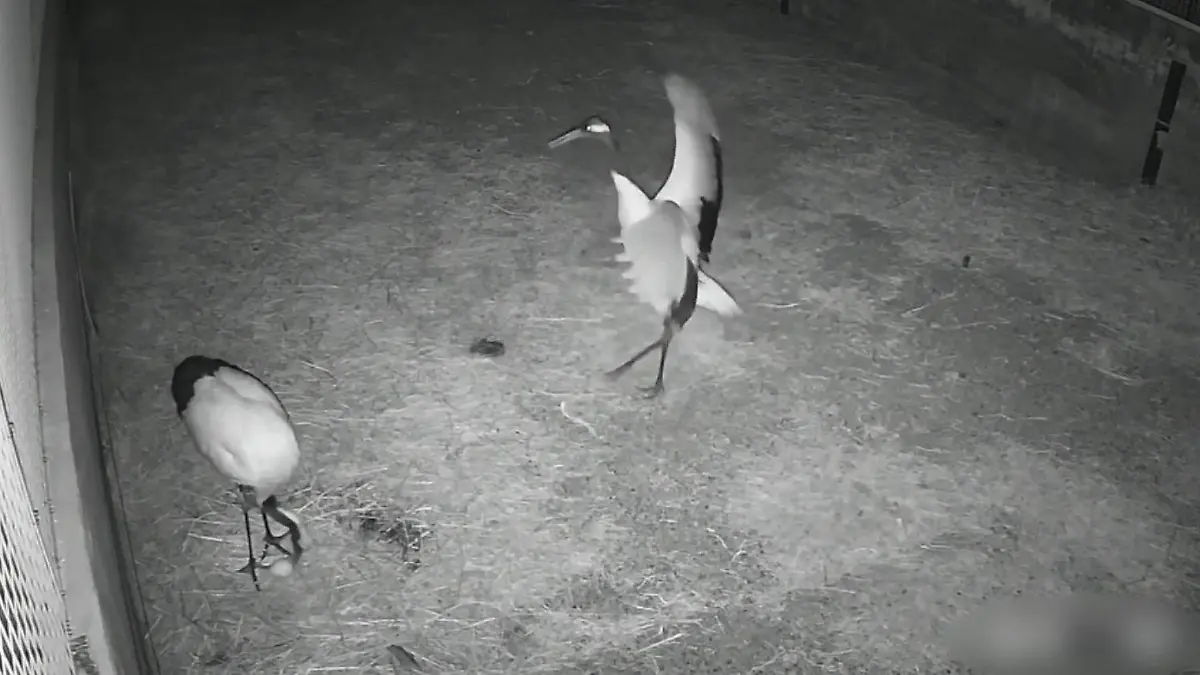 Als das Ei kommt! DIESEN Kranich-Freudentanz müsst ihr gesehen haben Vaterfreuden im chinesischen Vogel-Reservat