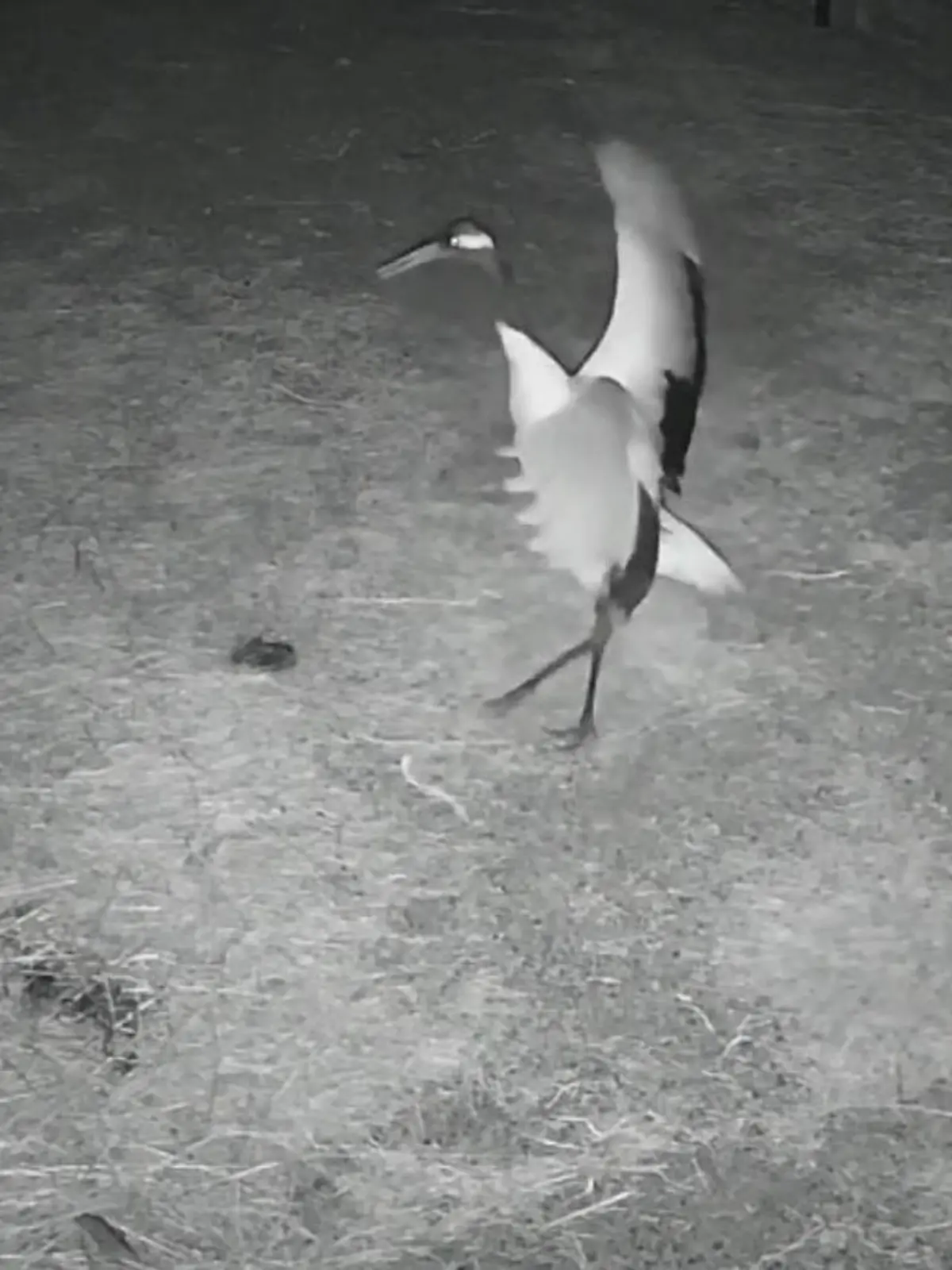 Bild zu: "Als das Ei kommt! DIESEN Kranich-Freudentanz müsst ihr gesehen haben"