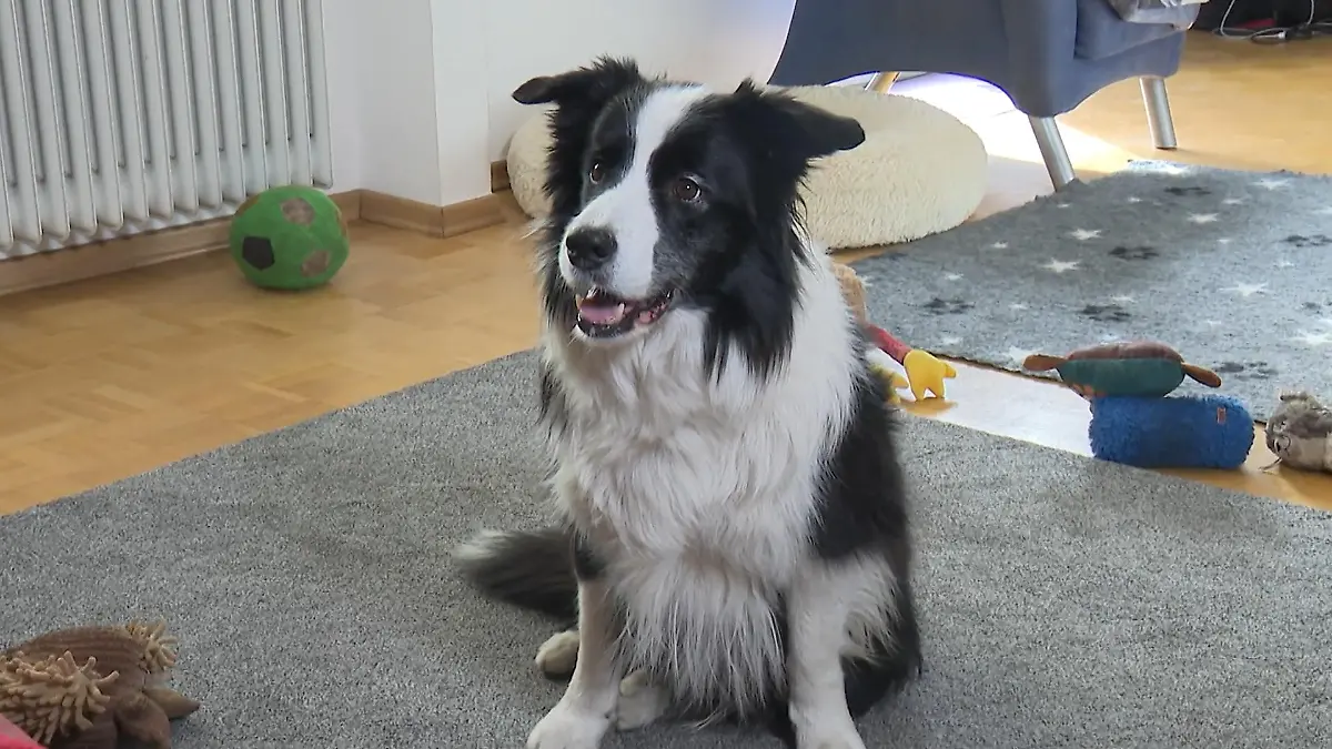Hund kennt seine Kuscheltiere beim Namen Border Collie hat besonderes Talent