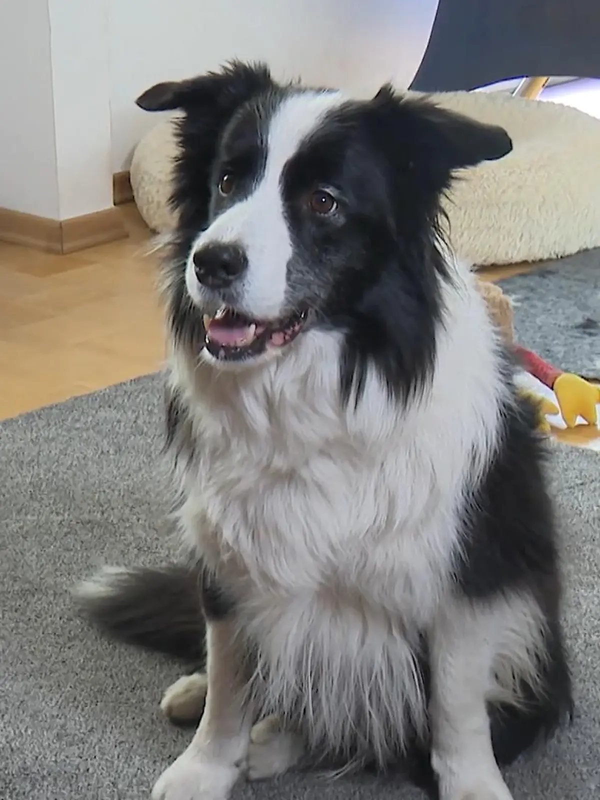 Bild zu: "Hund kennt seine Kuscheltiere beim Namen"