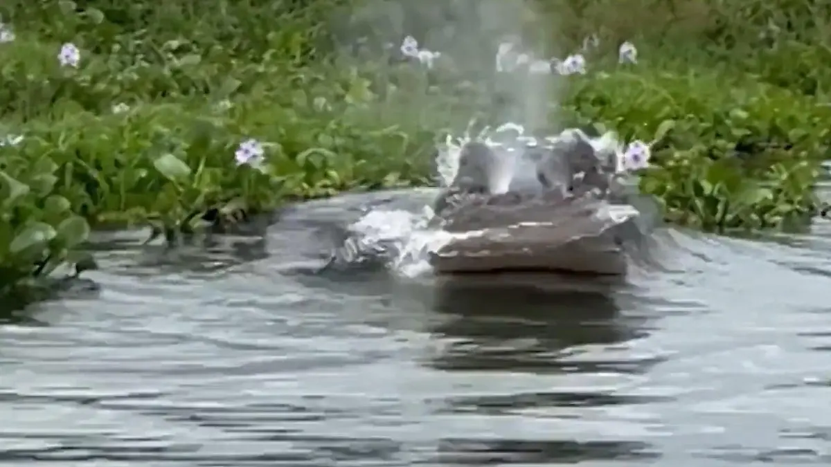 Touristen wecken schlafendes Nilpferd – Hippo jagt Boot hinterher! Bei Ausflug in Kenia