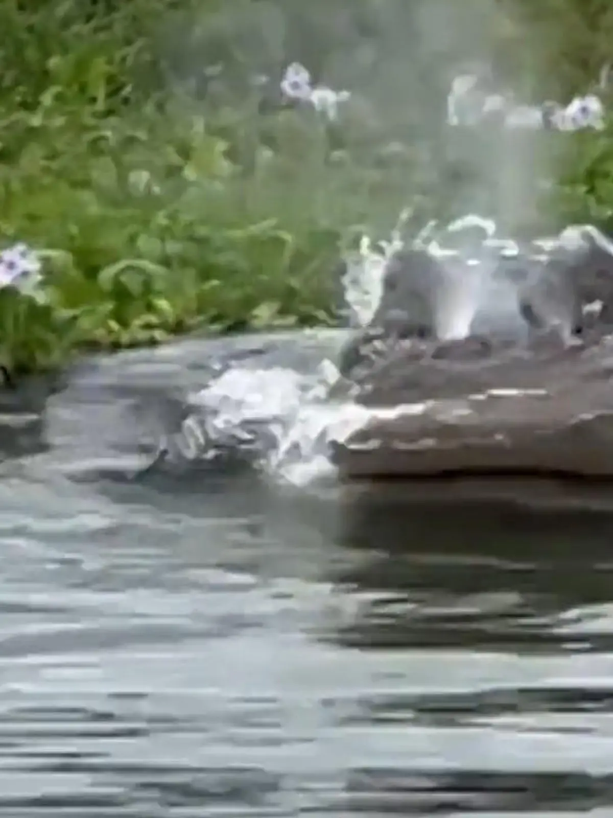 Bild zu: "Touristen wecken schlafendes Nilpferd – Hippo jagt Boot hinterher!"