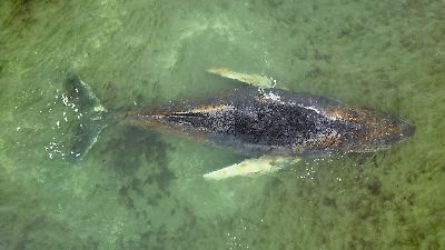 Rettungsaktion in der Ostsee soll fortgesetzt werden! Was passiert heute mit dem Buckelwal?