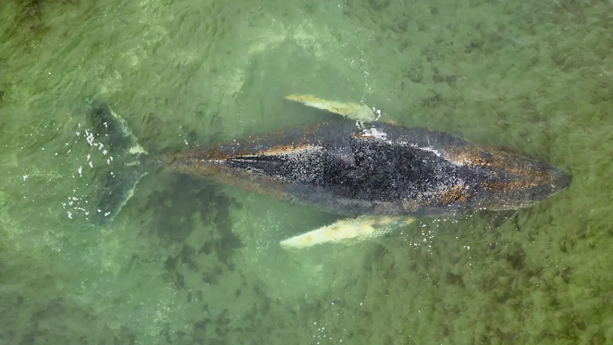 epi_1012202873___Rescue operation for.jpg