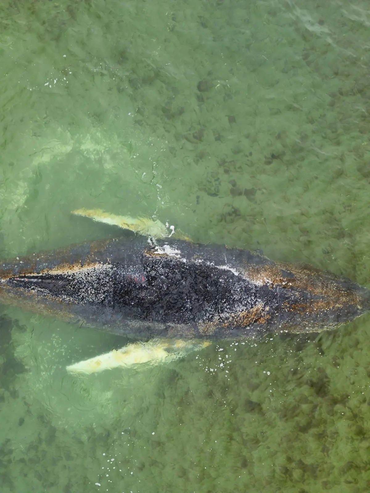 Die von Greenpeace Deutschland zur Verfügung gestellte Aufnahme zeigt den gestrandeten Buckelwal vor der Insel Poel in der Ostsee.