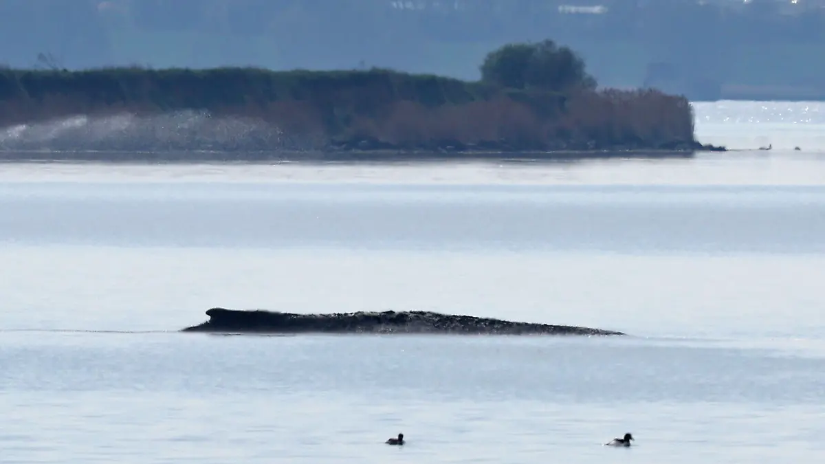 Der gestrandete Buckelwal liegt in einer Bucht der Ostseeinsel Poel. +++ dpa-Bildfunk +++