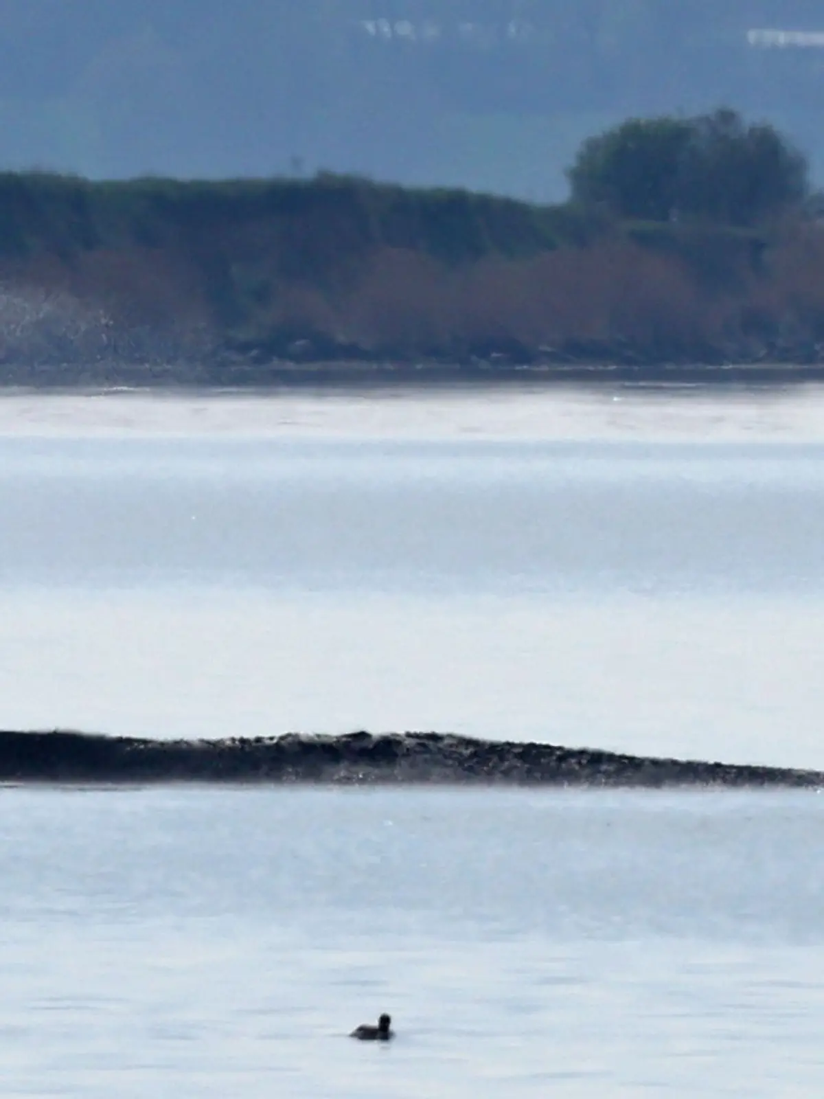 Bild zu: "Neuer Rettungsplan für gestrandeten Wal! Was wir wissen und was nicht "