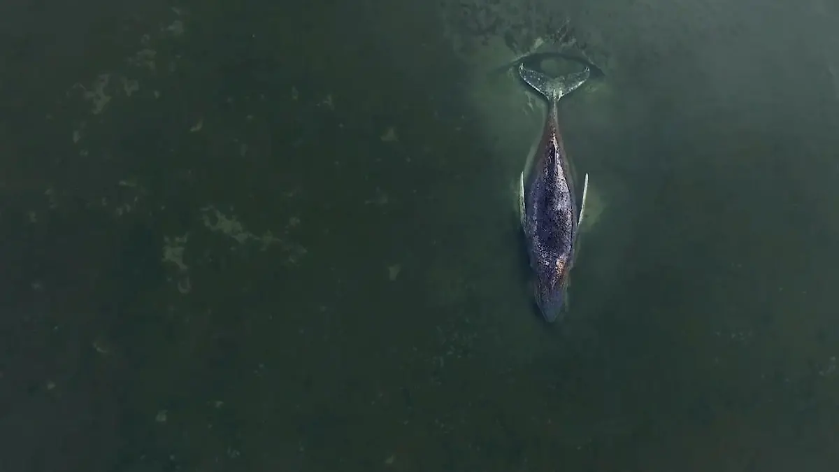 "Entweder kommt er in den Atlanik oder er kommt in den Himmel" Waltettung in der Ostsee