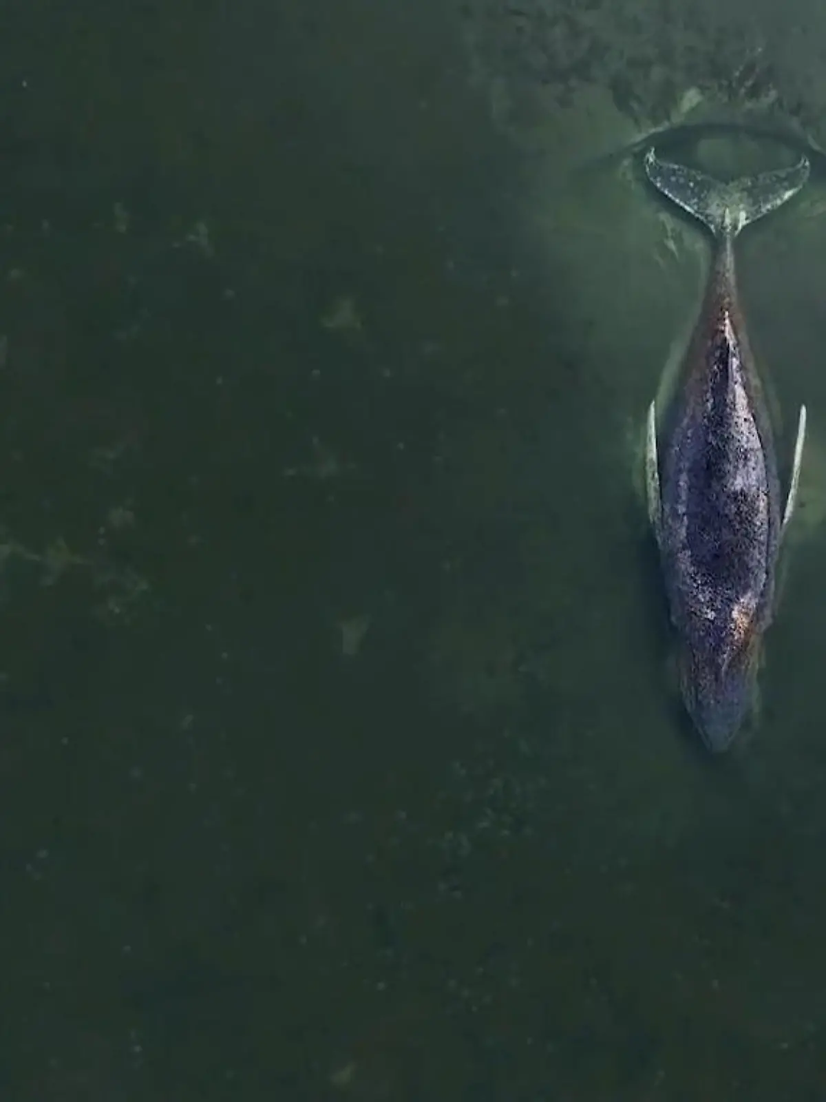 Bild zu: "„Entweder kommt er in den Atlanik oder er kommt in den Himmel“"