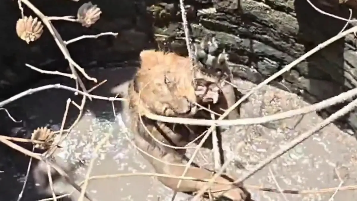 200-Kilo-Löwe in Todesfalle! Riesige Raubkatze hat nur noch EINE Chance zu entkommen Tierdrama in Indien