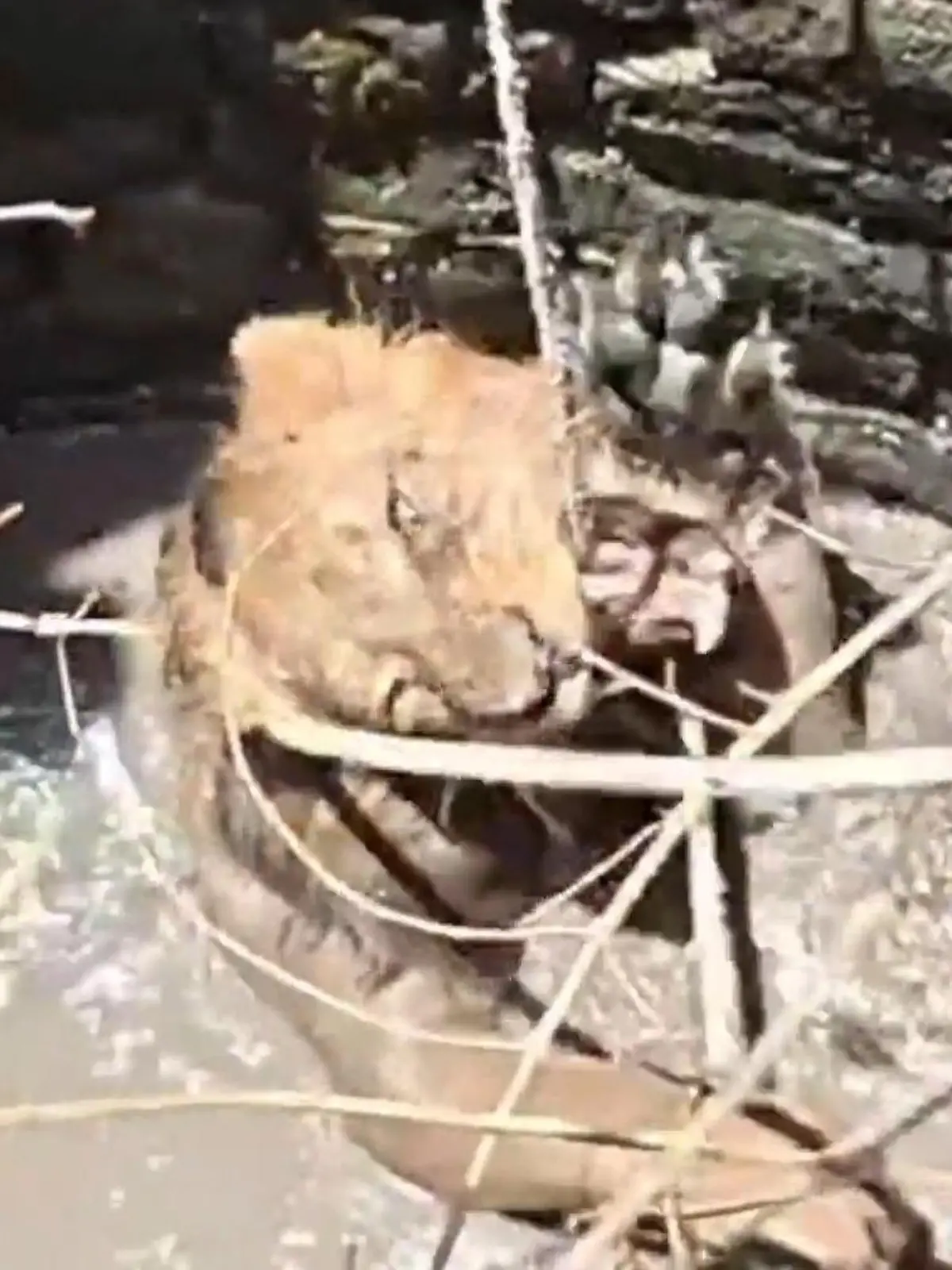 Bild zu: "200-Kilo-Löwe in Todesfalle! Riesige Raubkatze hat nur noch EINE Chance zu entkommen"