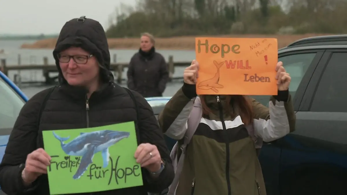 Sind die alle walsinnig? Bei den Aktivisten in Wismar kochen die Emotionen hoch Gestrandeter Wal wird doch gerettet