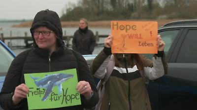 Wismar: Emotionen um gestrandeten Wal kochen über