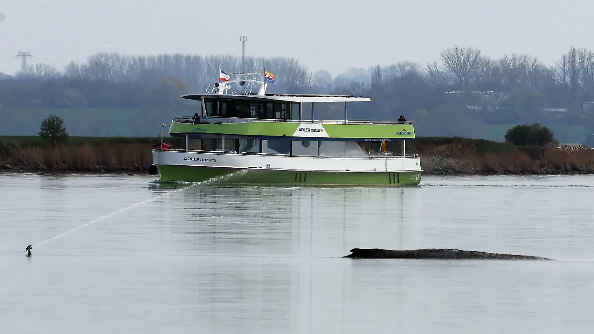 15.04.2026, Mecklenburg-Vorpommern, Wismar: Ein Fahrgastschiff fährt in Sichtweite an dem gestrandeten Buckelwal in einer Bucht vor der Ostseeinsel Poel vorbei. Foto: Bernd Wüstneck/dpa +++ dpa-Bildfunk +++