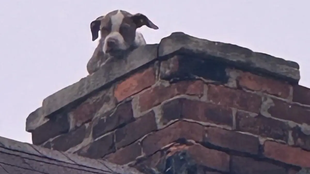 Welpe winselt um Hilfe! Pitbull sitzt plötzlich auf Schornstein fest Feuerwehreinsatz in Detroit