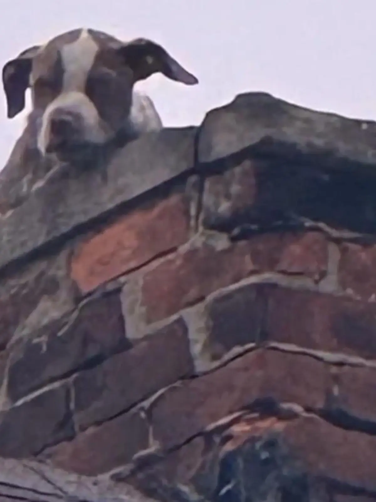 Bild zu: "Welpe winselt um Hilfe! Pitbull sitzt plötzlich auf Schornstein fest"