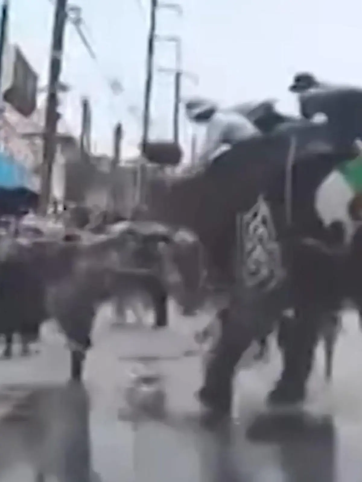 Bild zu: "Bei über 40 Grad! Verkleideter Elefant rastet auf Parade aus – und verletzt Touristen"