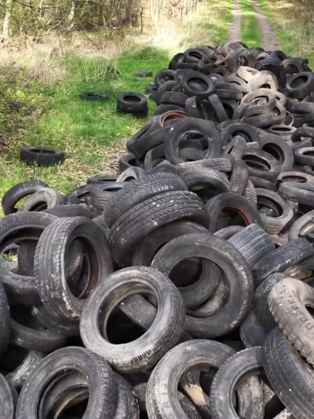 Bild zu: "Rund 300 Reifen entsorgt! Steuerzahler soll nun die Kosten tragen"