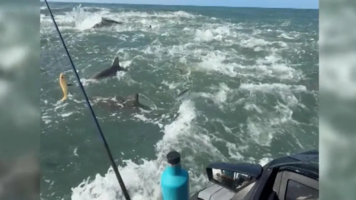 Während Angelausflug! Profi-Surfer plötzlich von Haien umzingelt Raubfisch-Alarm vor North Carolina