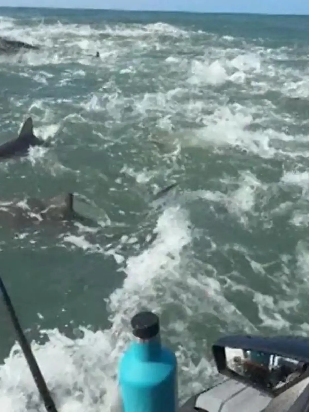 Bild zu: "Während Angelausflug! Profi-Surfer plötzlich von Haien umzingelt"