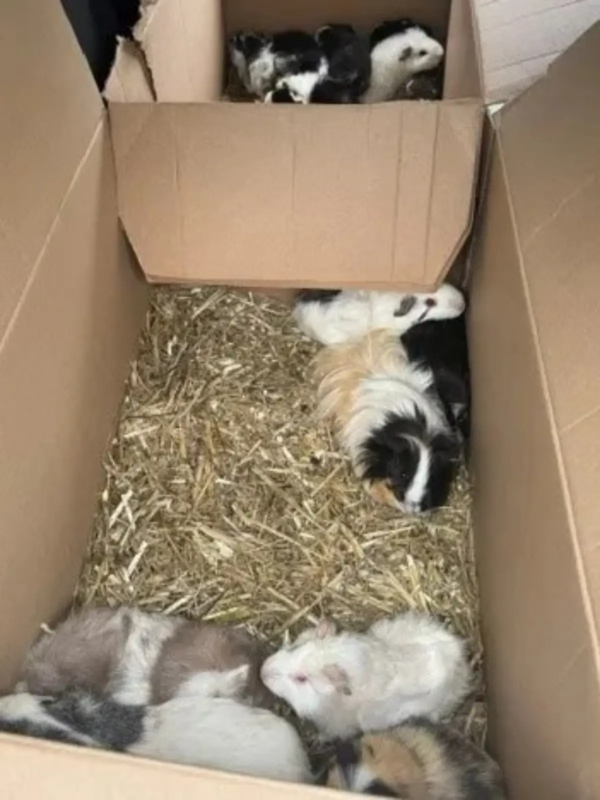 Bild zu: "20 Meerschweinchen einfach an Bushaltestelle ausgesetzt"