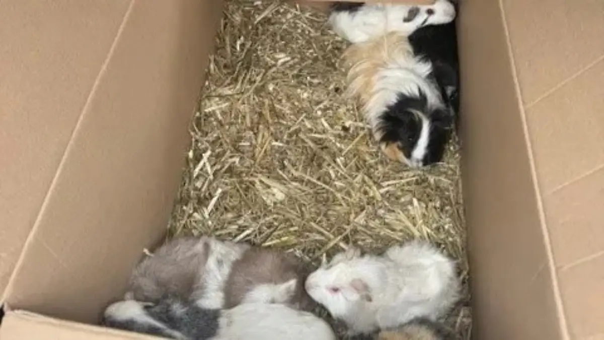 Tierquäler setzt 20 Meerschweinchen aus - 2/2