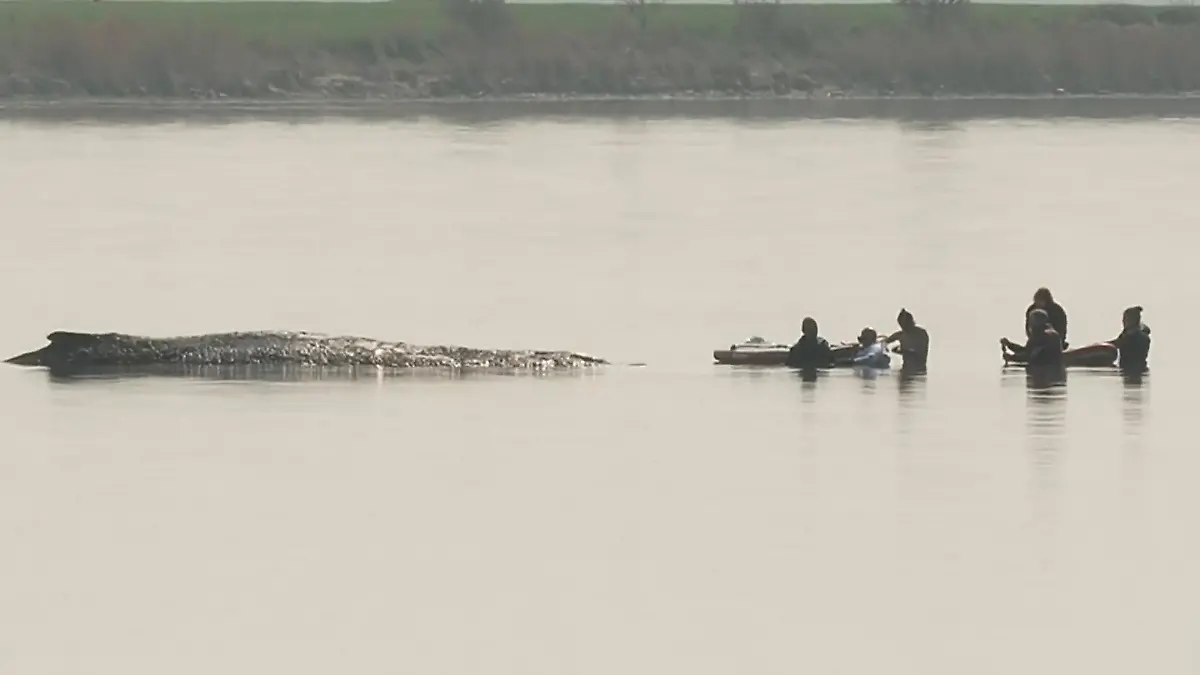 Vorbereitung von Rettungsversuch von gestrandeten Wal gestartet Buckelwal Timmy