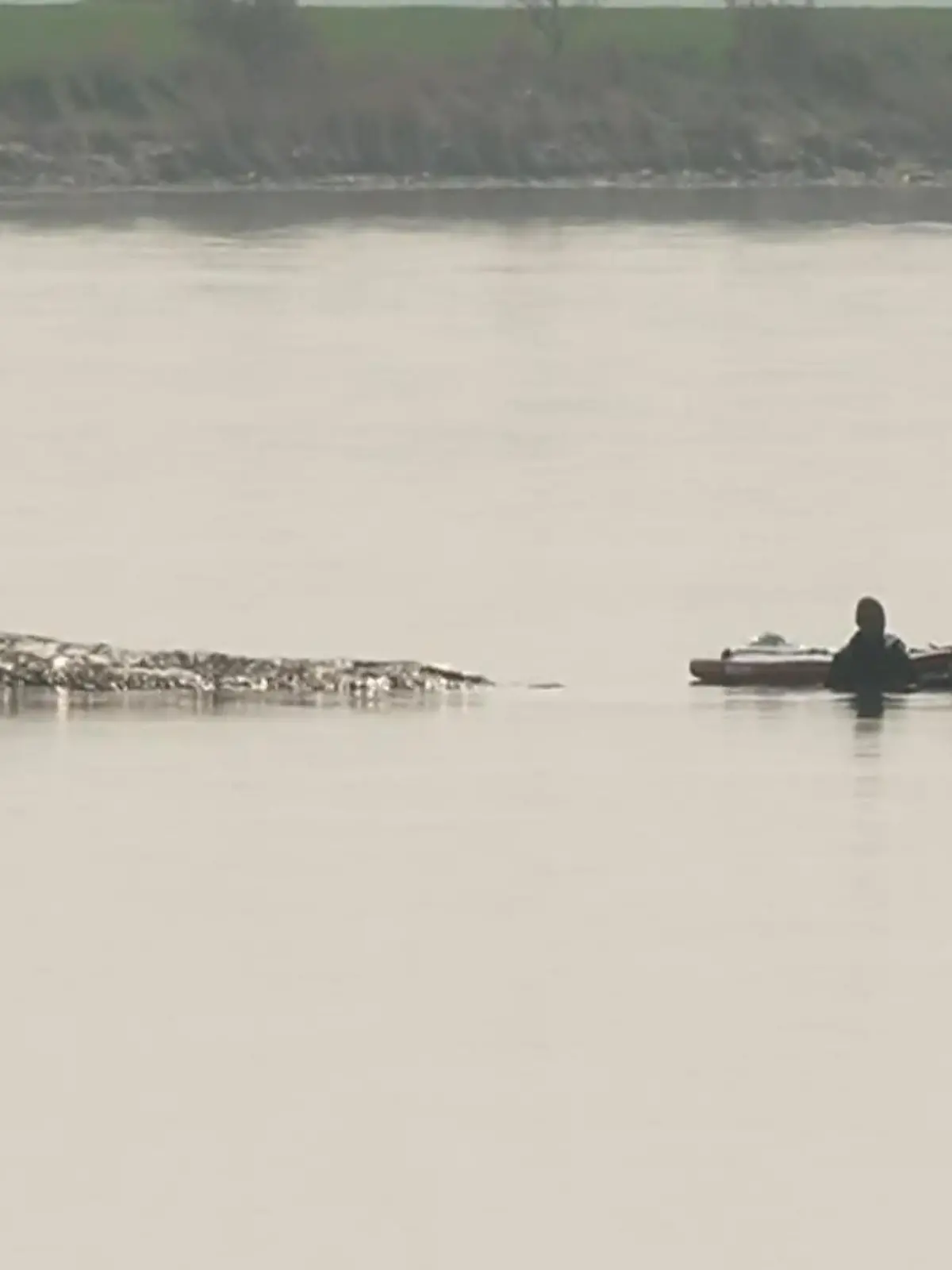Bild zu: "Vorbereitung von Rettungsversuch von gestrandeten Wal gestartet"